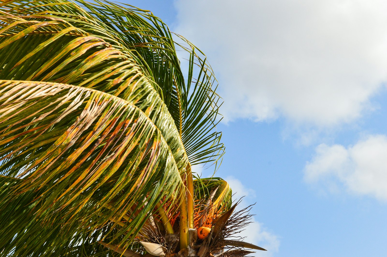 Crucero por el Caribe - Imagen 4